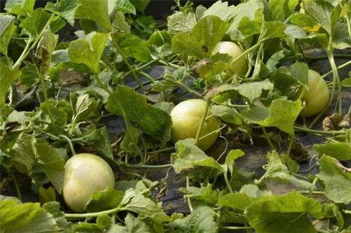 网红湾湾吃瓜视频